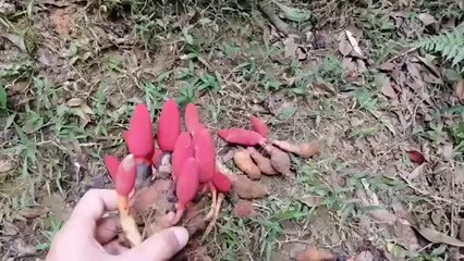 CÂY THẢO DƯỢC NGỌC CẨU TẠI KHU RỪNG TÂY BẮC