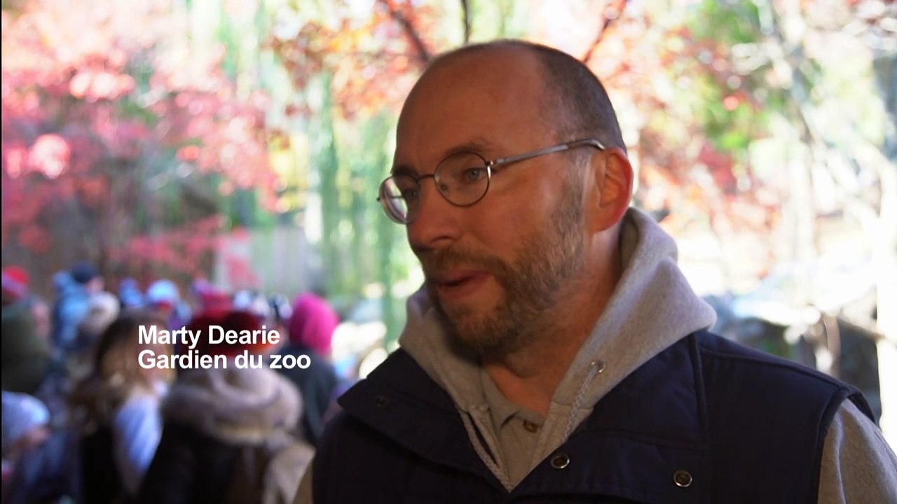 Bye bye Bei Bei: le zoo de Washington dit adieu à son bébé panda