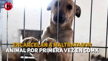 Encarcelan a maltratador animal por primera vez en CDMX