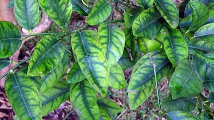 ये जादुई चीज मुरझाए पौधे में भी जान डाल देगी  II Magical Enzyme For Your Plant