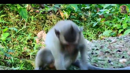 Wild Cute Baby Monkey - The Best Monkey Videos compilation 2019 #16