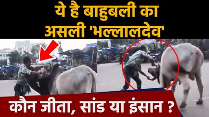 Man vs Bull Fight, ये है Bahubali का असली Bhallaldev, देखें जबरदस्त Video | वनइंडिया हिंदी