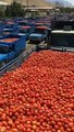 To control price hike, tonnes of tomatoes from Iran reach Pakistan