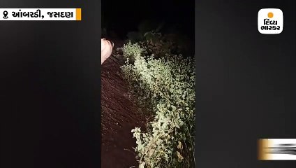 જસદણના આબરડી ગામની સીમમાં 3 સાવજના ધામા, ગાયનું મારણ કર્યું