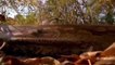 Big Mistake Anaconda Provoked The Lion   Lion vs Python Snake   Most Amazing Attack of Animals