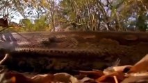 Big Mistake Anaconda Provoked The Lion   Lion vs Python Snake   Most Amazing Attack of Animals