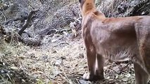 BIG MISTAKE LION STEAL BABY BEAR - Mother Bear Save Her Baby From Lion