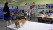 Kedi boncuk, sınıfın maskotu oldu