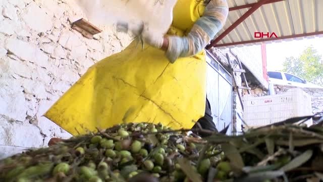 Dede mirası taş baskı yöntemi ile doğal zeytinyağı üretiyorlar