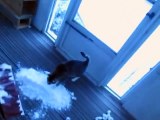 Ce chat adore la neige.. son maitre en met dans le salon pour lui !