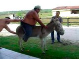 Vídeo viral: Así obligan a burros a transportar turistas gordos cuesta arriba en Grecia