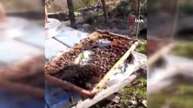 Arılarla dans eden adam Belirlediği saatler arasında arılar sokmuyor