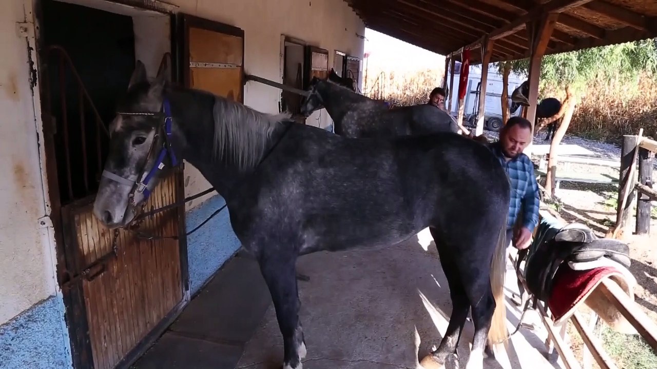 Şampiyon atlara 'ballı muzlu' menü - KONYA