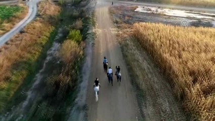 Şampiyon atlara "ballı muzlu" menü