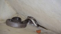 When Found a Different types of Cobra Snake ll Amazing Rescue