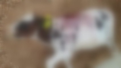 "들개 습격에 송아지 3마리 폐사"...경찰 조사 / YTN