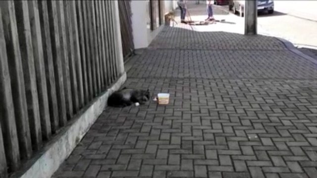 Animal silvestre é encontrado na Região do Ciro Nardi e moradores pedem ajuda