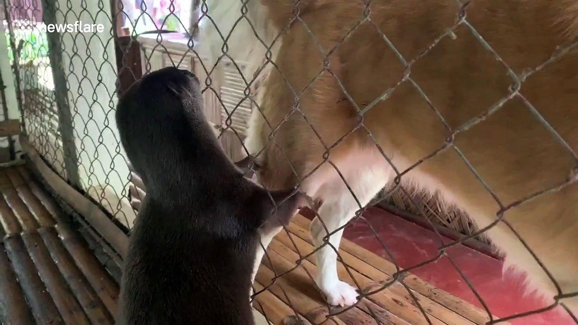 ⁣Otter opens grooming station for dogs.