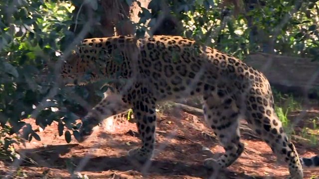 الكشف عن ولادة ثلاثة نمور فارسية نادرة في حديقة حيوانات لشبونة