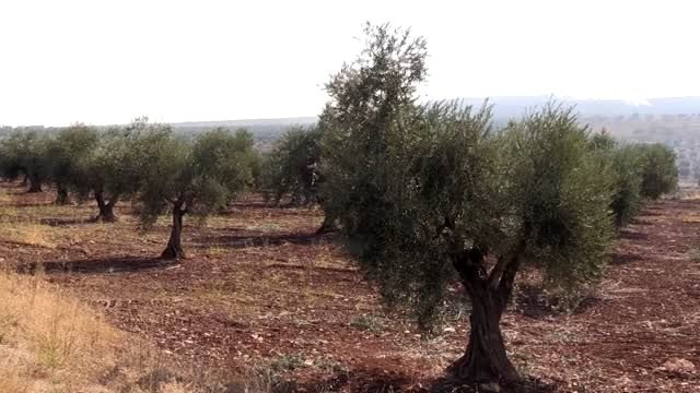 Kilis Zeytin ve Zeytinyağı Tanıtım Günü