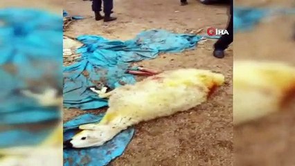 Hırsızların çaldığı koyunları kurtlar telef etti