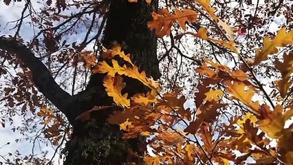 Hekimdağ Sonbahar Renkleriyle Hayran Bıraktı