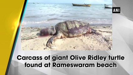 Carcass of giant Olive Ridley turtle found at Rameswaram beach