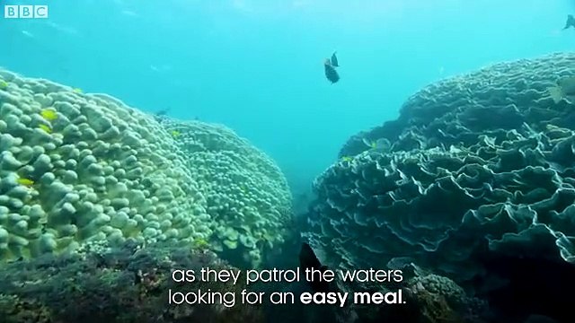 Fearless fish cleans shark's mouth Seven Worlds One Planet BBC Earth