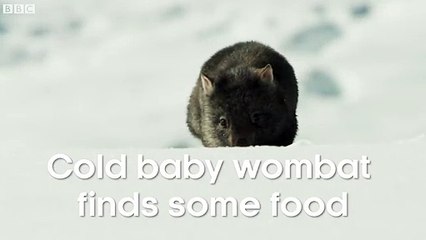 Cute baby wombat finds some food - Seven Worlds, One Planet - BBC Earth