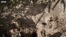 Swarm of Ants Flies For The First Time - Empire Of The Desert Ants - BBC Earth
