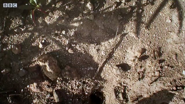 Swarm of Ants Flies For The First Time - Empire Of The Desert Ants - BBC Earth