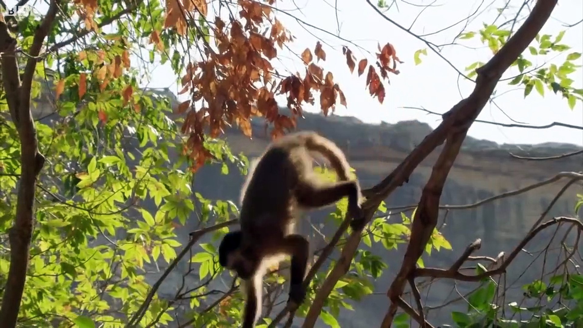 ⁣Top 5 Best of South American animals -  animal planet