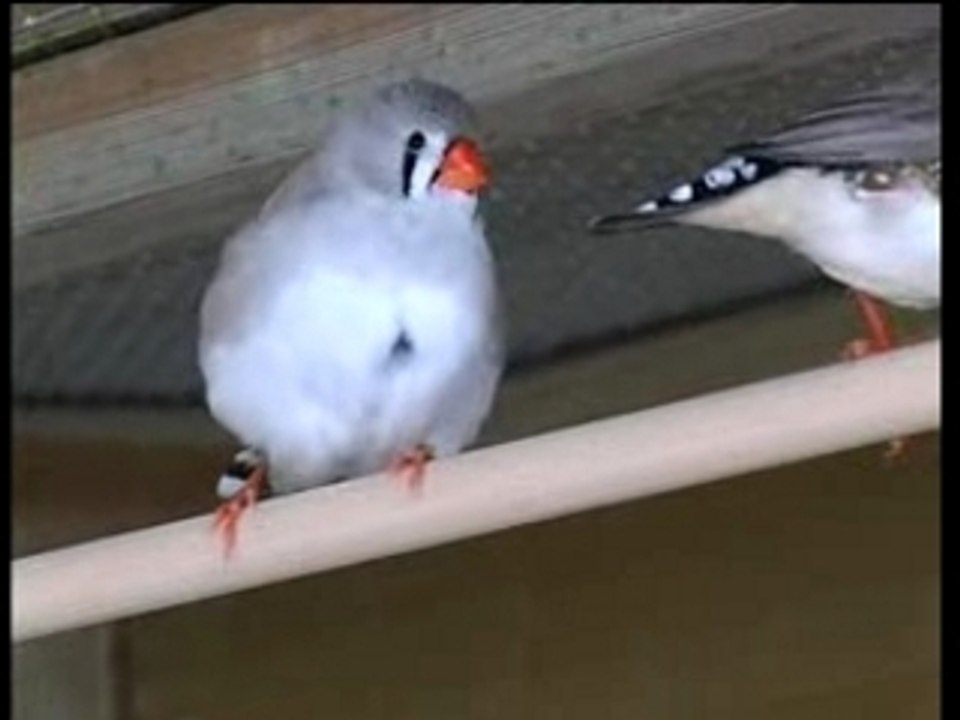 Mandarins01