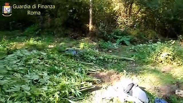 Roma - Sequestrati 3 quintali di marijuana, arrestati 3 albanesi (16.11.19)