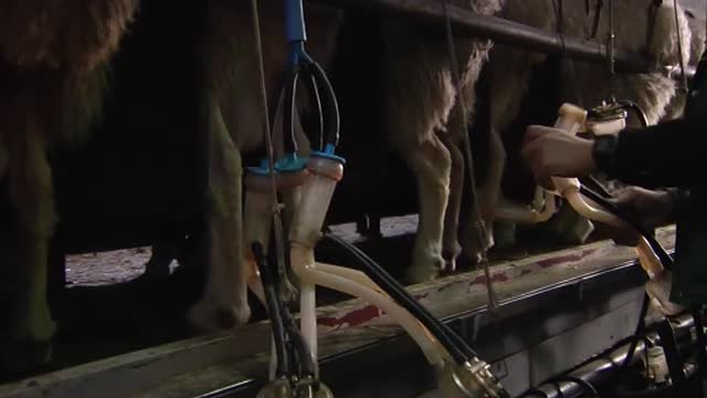 Hoy por primera vez se celebra el Día Mundial del Orgullo Rural