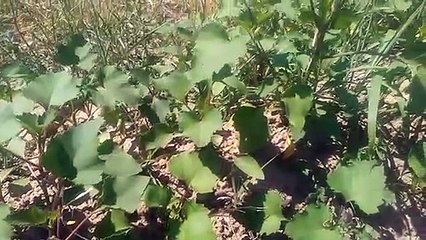 sarıca büyük pıtrak dikeni bitkisinin faydaları çayının yararları