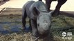 Ce bébé Rhinocéros qui vient de naitre est adorable