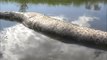 Un énorme anaconda de plus de 10m découvert dans une rivière au brésil