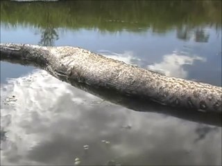 Un énorme anaconda de plus de 10m découvert dans une rivière au brésil