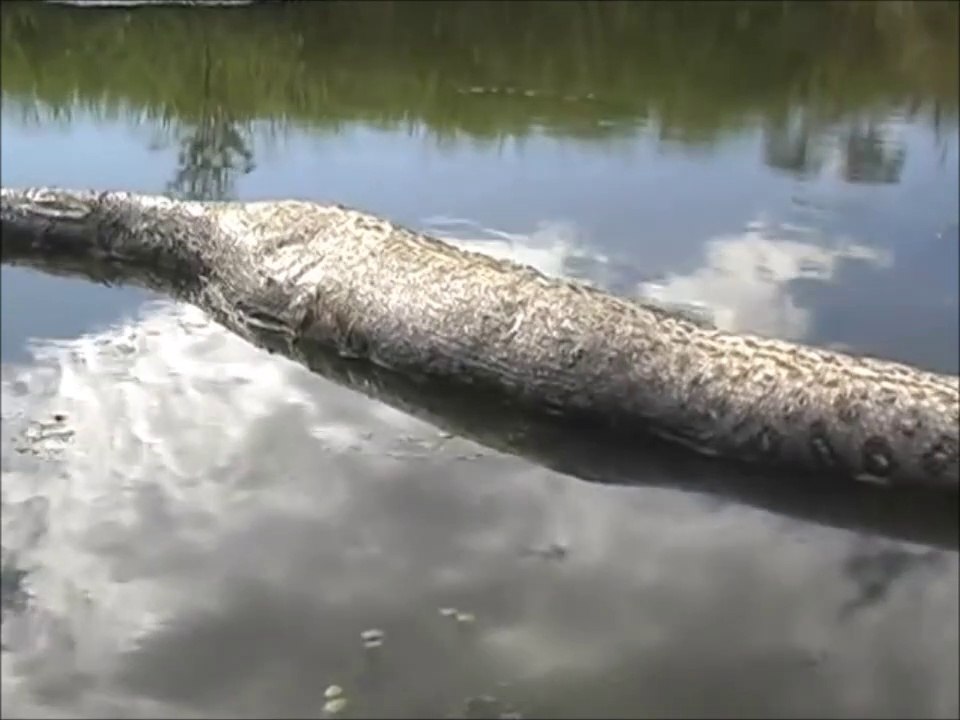 Un énorme anaconda de plus de 10m découvert dans une rivière au brésil