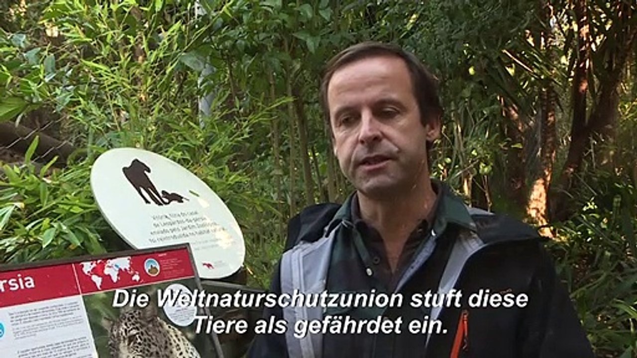 Zoo in lissabon präsentiert seltenen leoparden-nachwuchs