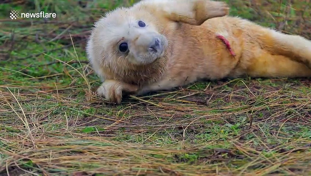Grey seal colony draws visitors to annual spectacle in Lincolnshire, UK