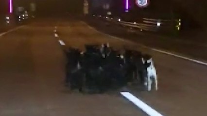 집 나온 염소 무리 한밤중 고속도로 출몰...추가 사고 없어 / YTN