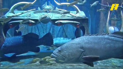 العراقي محمد عبد الرحمن ضيف برنامج عيش الدور في رحلة تحت الماء