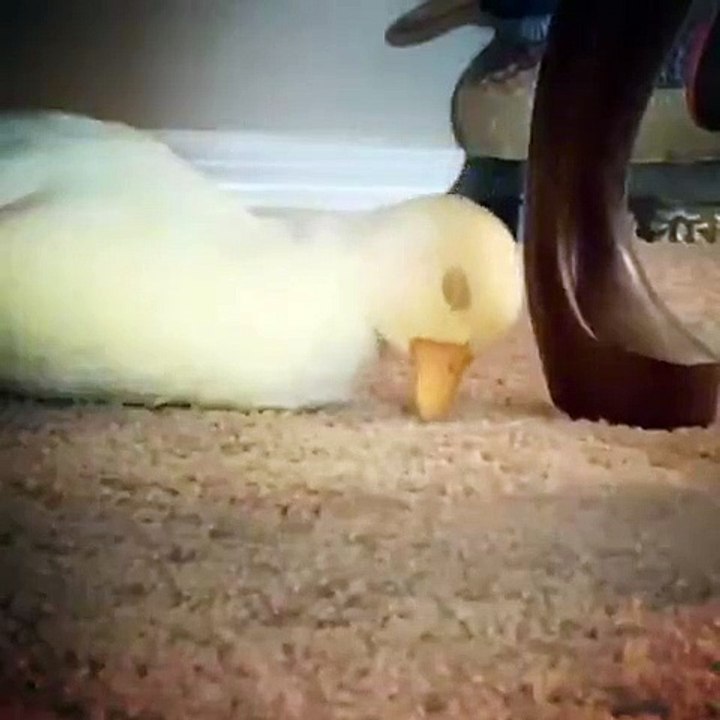 Adorable Sleepy Duck