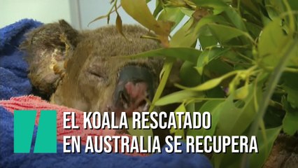 El koala rescatado de un incendio recibe una visita muy especial
