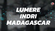 lemure indri