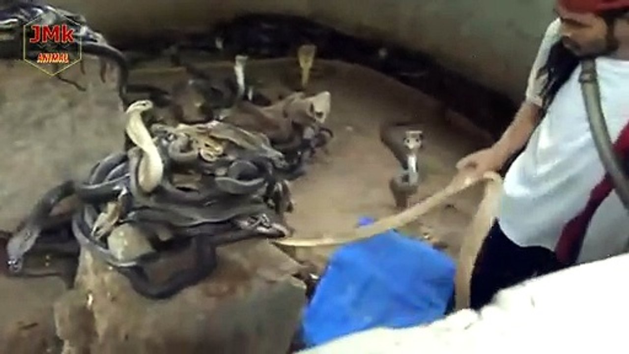 Kebal racun cobra, pekerjaan yg di hargai mahal
