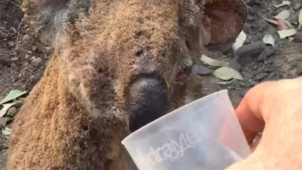 Vídeo viral: La desgarradora imagen de un koala quemado bebiendo agua tras los incendios de Australia