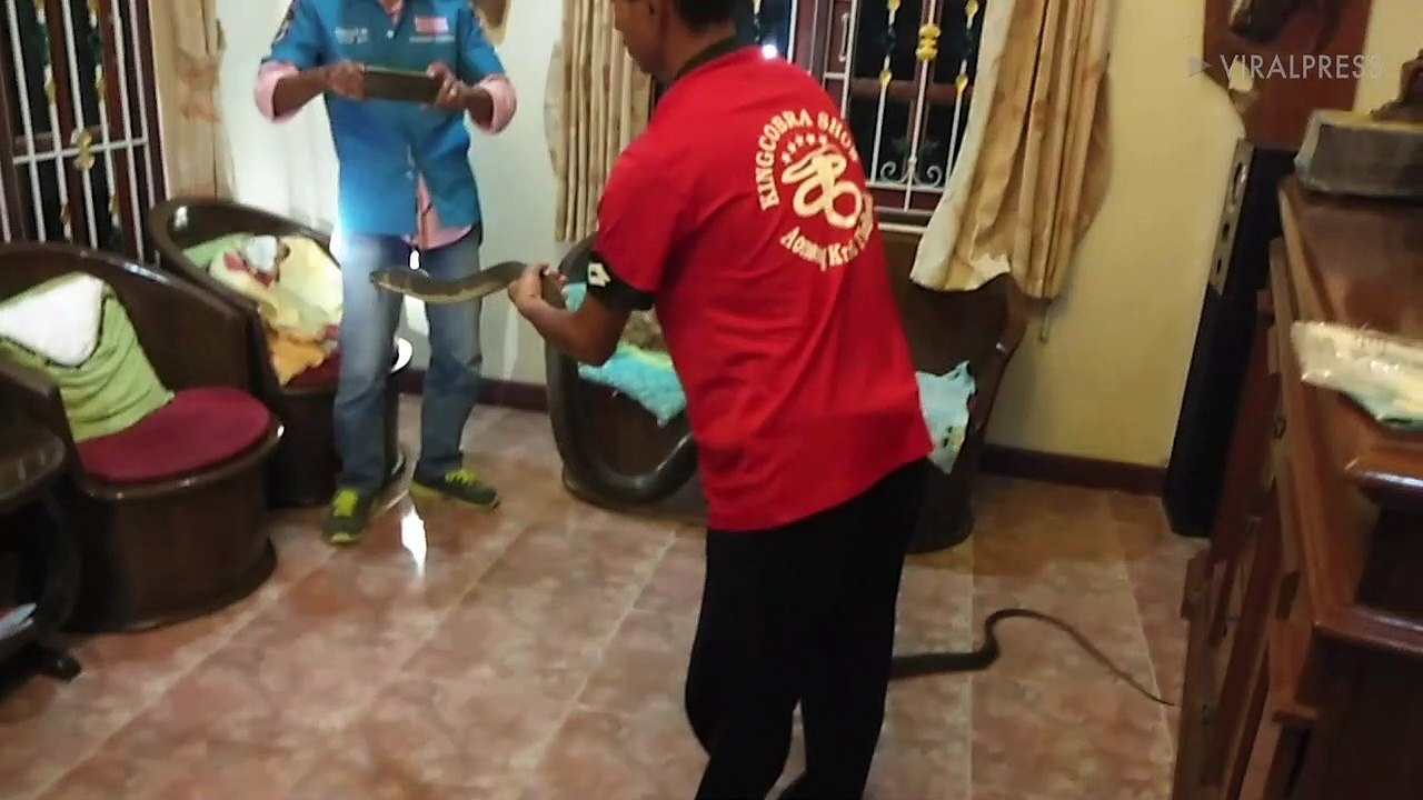 King Cobra Caught Behind TV In Family's Living Room